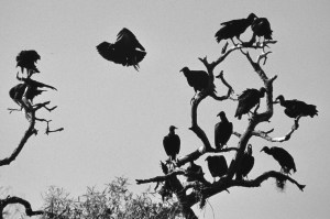 Just a little sinister, aren't they? From a trip to Argentina a while ago.