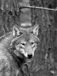 Who's afraid of the big bad wolf?