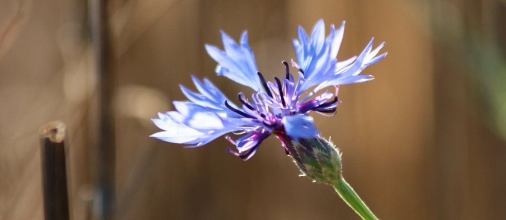 Close up of a cornflower flowerhead. 