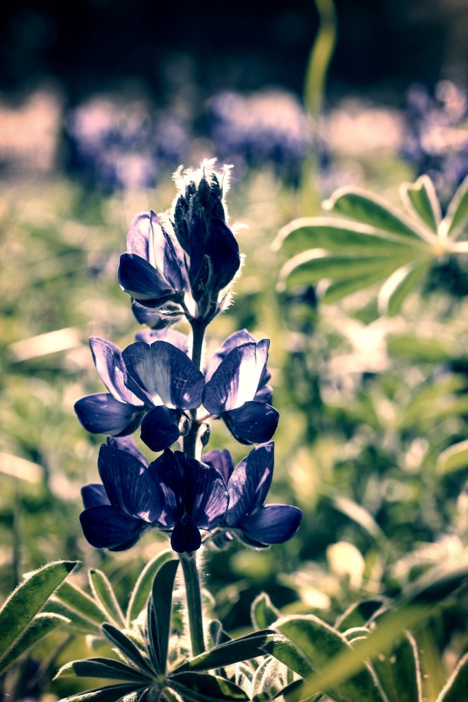 Close up & backlit photo of a wild blue delphinium flower. 
