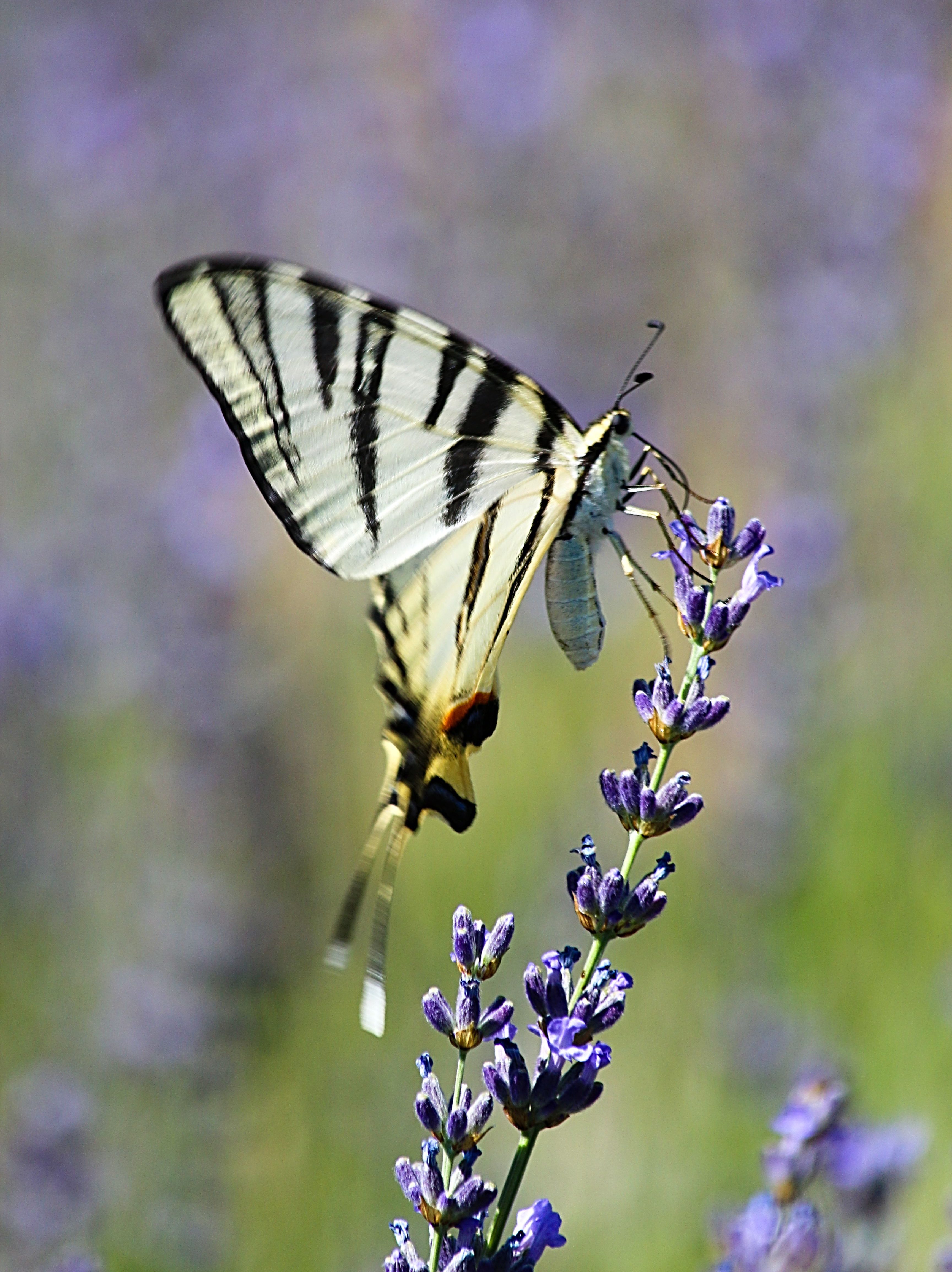Photo of a scarce swallowtail butterfly feeding on a lavender flower stalk. 