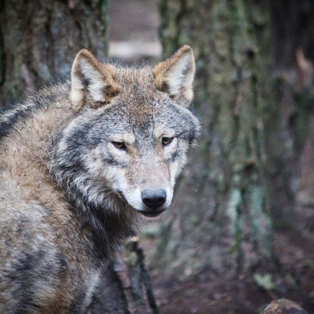 Photo of a wolf watching the camera. 