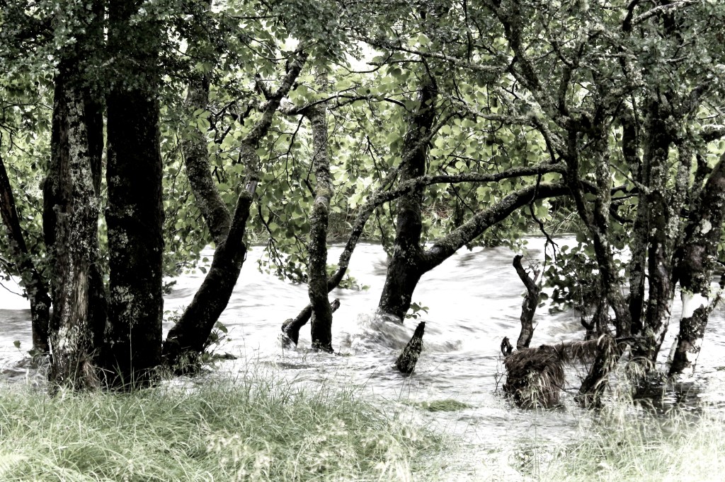 Photo of a burn in flood, flowing around the bases of silver birches. The trees are dark against the silvery water. 