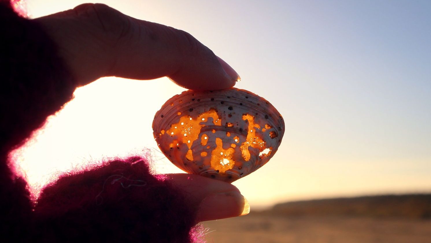 photo of my thumb & finger holding an eroded scallop shell up to a pale winter sun. The light through the shell is kind of a mosaic, it's weird and pretty. 