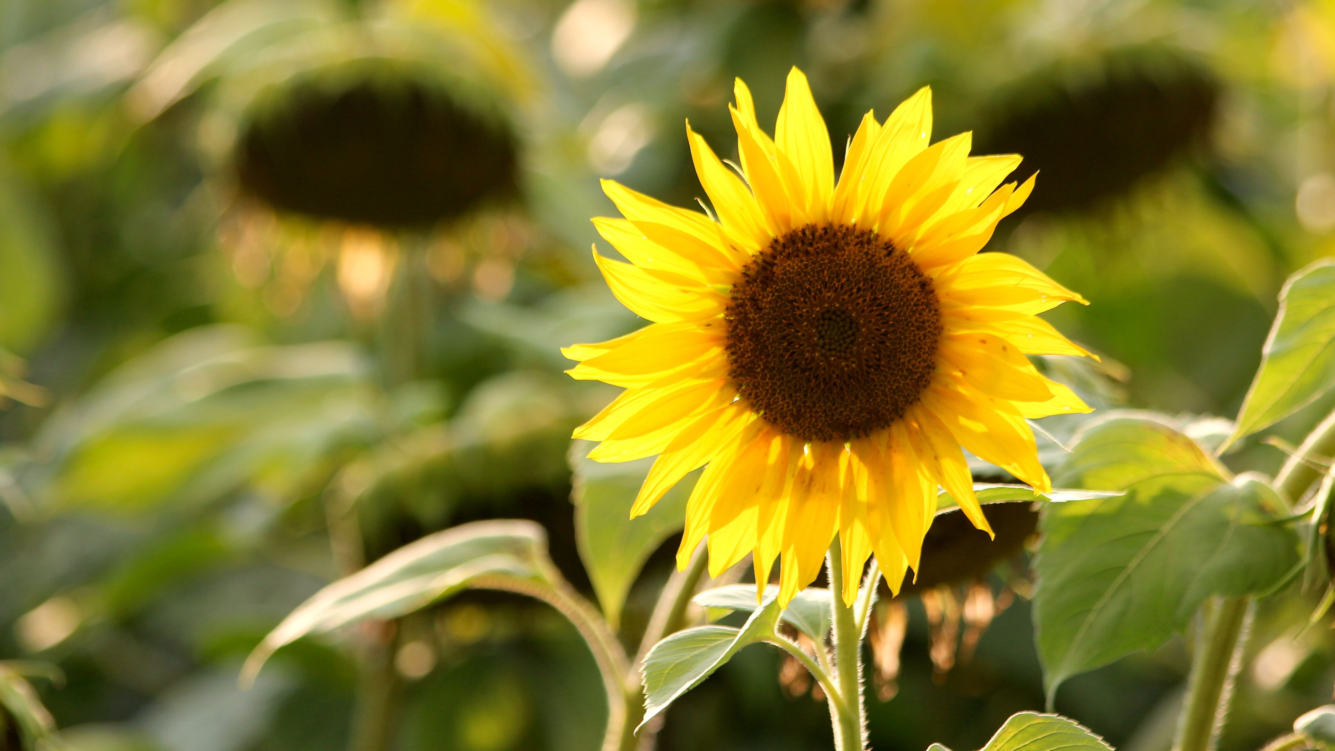 a photograph of a sunflower. 