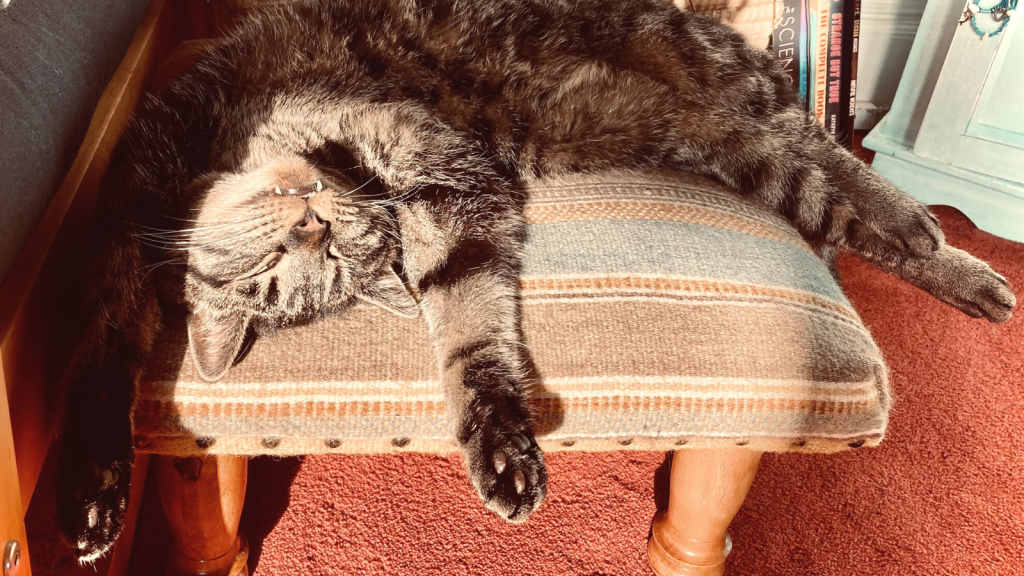 photo of my stripy kitty, sleeping on a stripy footstool on his back, both forelegs stretched up above his head and his fangs on display. He looks very relaxed and a little bit weird. 