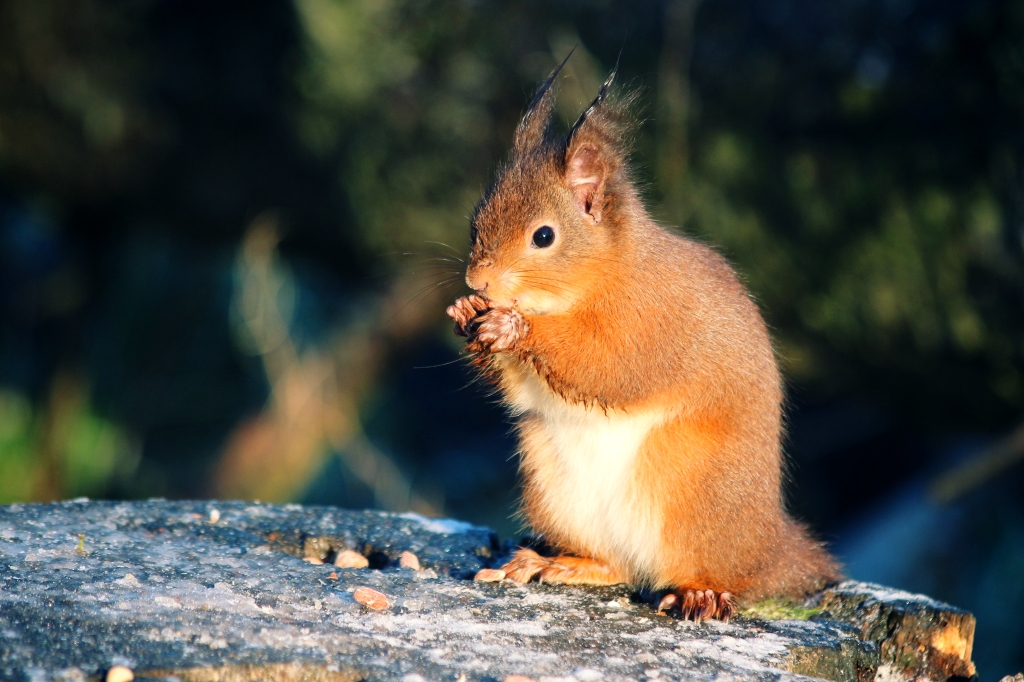 Photo of a red squirrel sitting on a tree stump eating a hazelnut. He has much floof. 