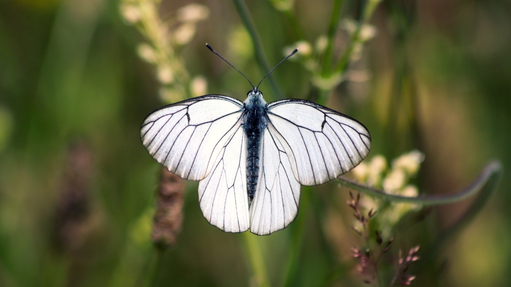 colour photo of a black veined white butterfly resting on a cornflower. It's stark white & black colouring shines against a dusky background of grasses and flower stems.