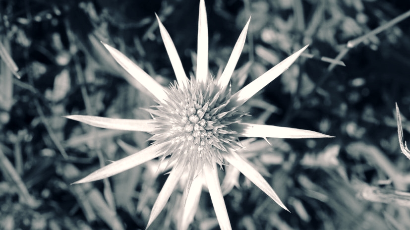 black and white photo of a globe thistle head from above, pale against a shadowy ground, the outer whorl of spikes forming a circle