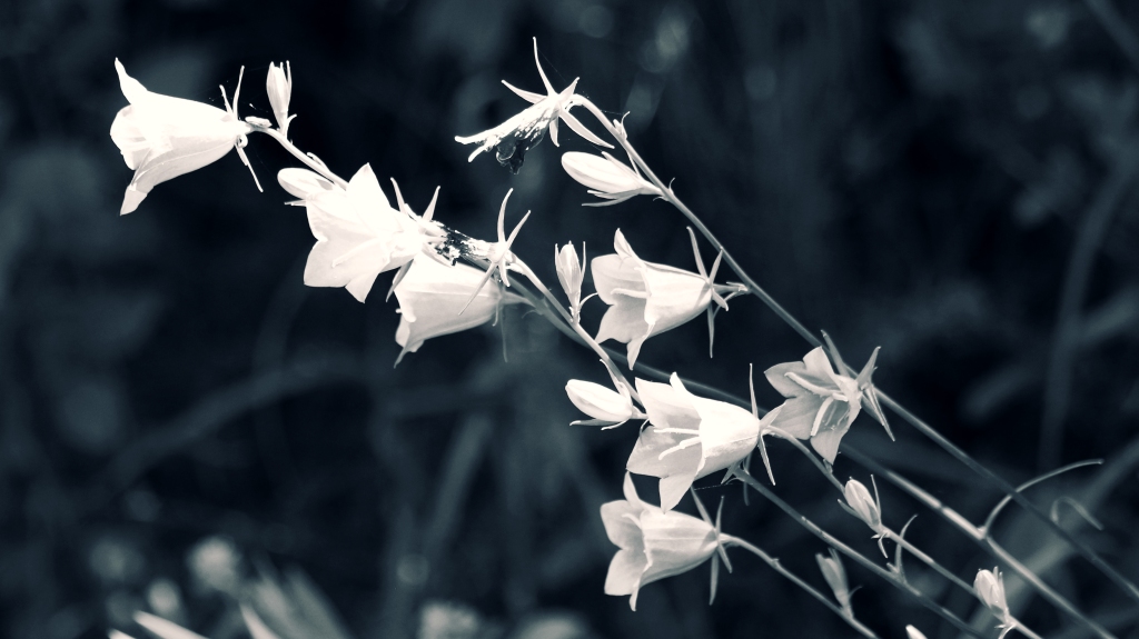 black and white photo of some arching stems of pale campanula flowers against a dark background