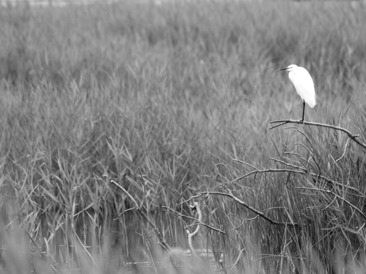 This is a new low (publishing&nbsp;version)